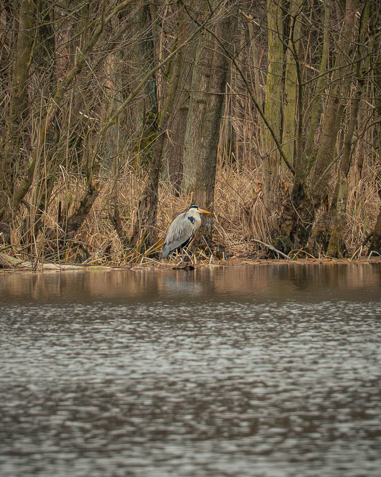 Sigma 20-200mm sample photo showing heron at distance